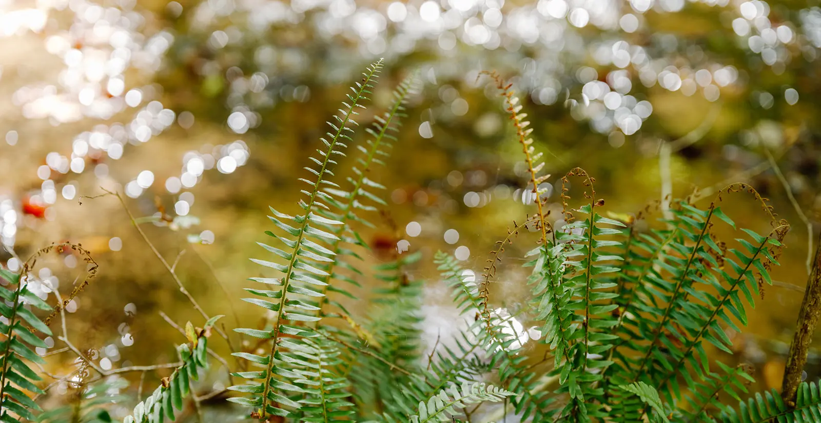 Close up image of ferns found on the beautiful property at the Arbors at Leiper's Fork in Williamson County, Tennessee.