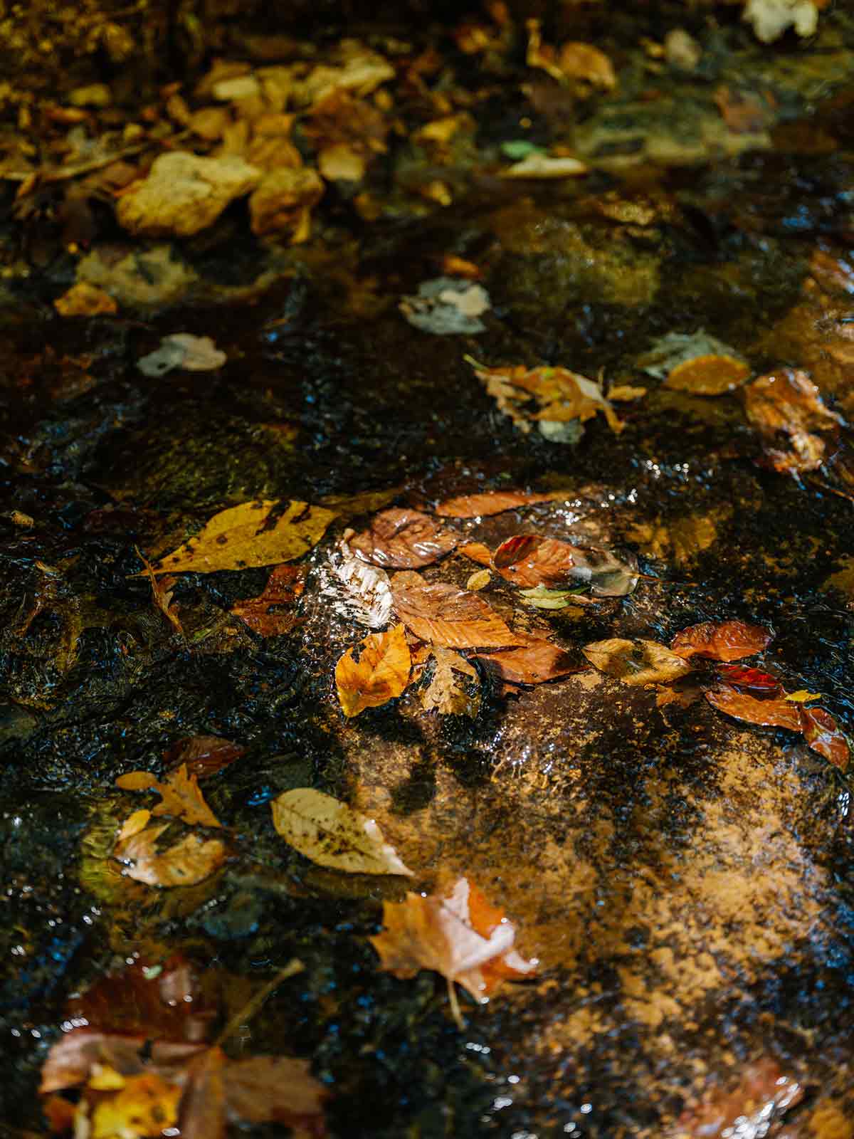 Fallen leaves in the clear water of a shallow creek, highlighting the pristine natural beauty of The Arbors at Leiper's Fork property.