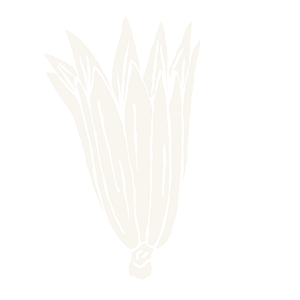 Stage 2: Line art of an opening flower bud, representing the architectural design phase of your luxury home.