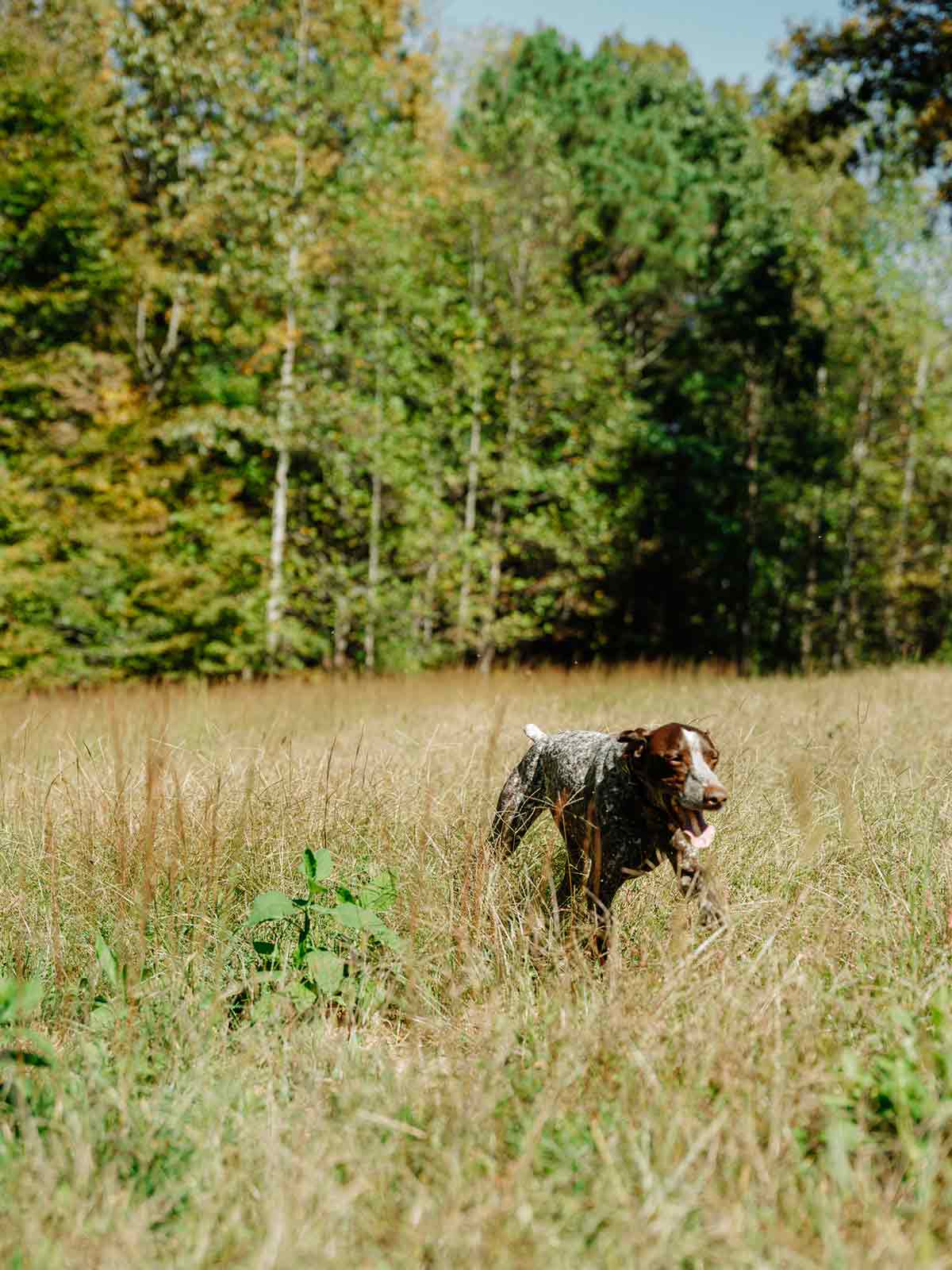 A dog running freely in the spacious, open fields of the luxury residential development in Leiper's Fork.