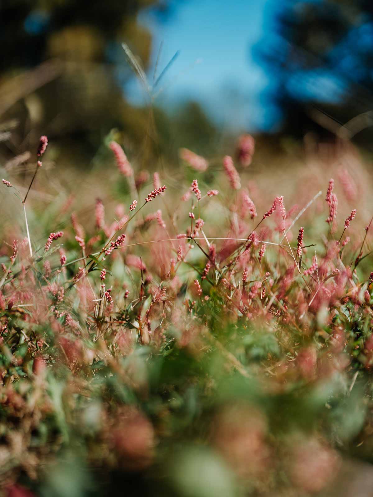 Close-up of native grasses and wildflowers in the natural, preserved landscape at The Arbors at Leiper's Fork.