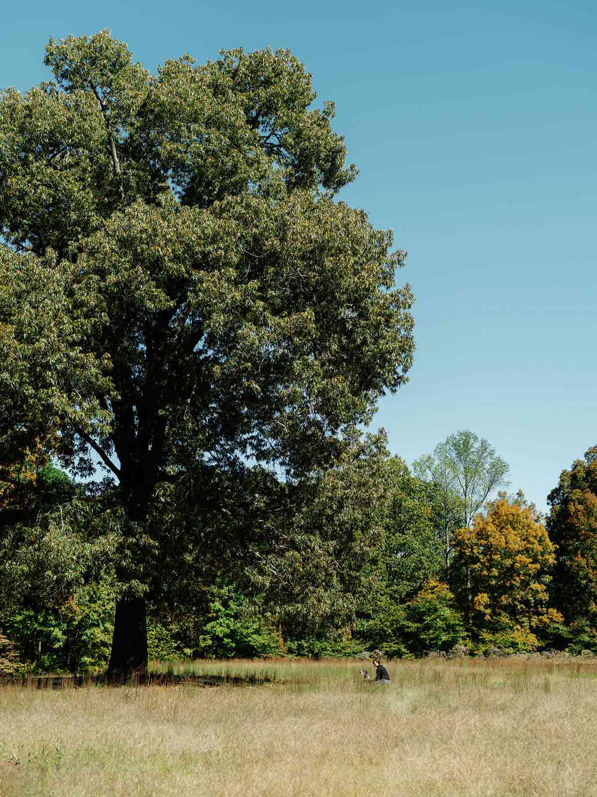 Beautiful wide-open meadow and massive deciduous trees demonstrating the scale and private acreage at The Arbors at Leiper's Fork in Williamson County, TN.
